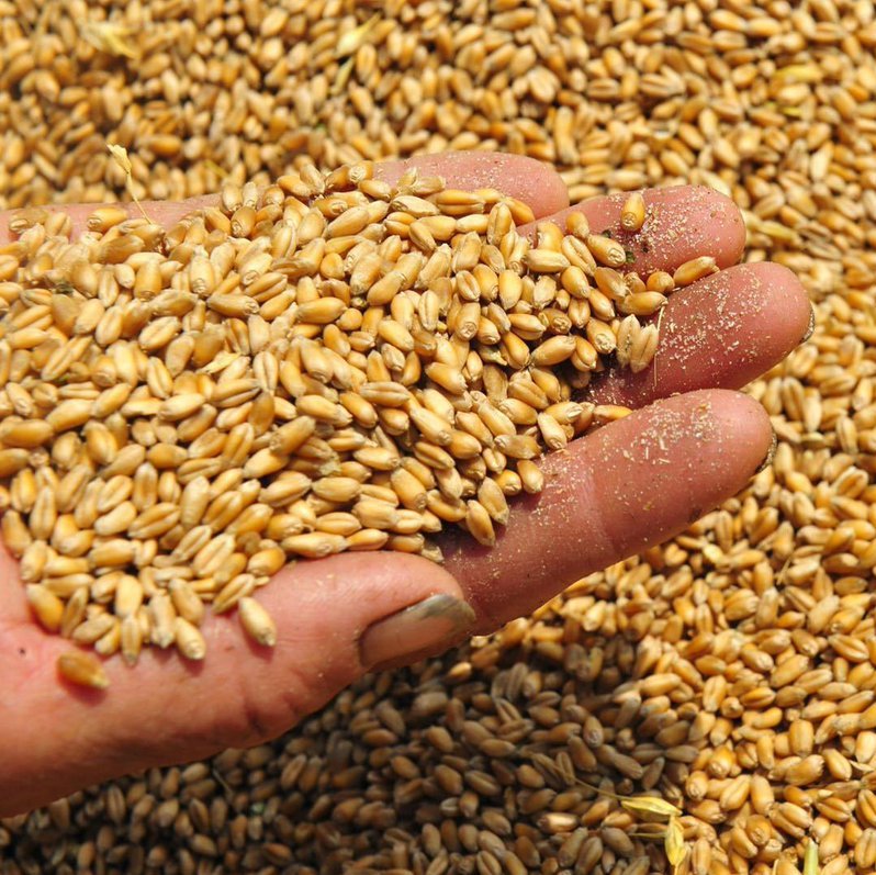 Ukraina: tồn kho lúa mỳ giảm 7.5% so với cùng kỳ năm ngoái