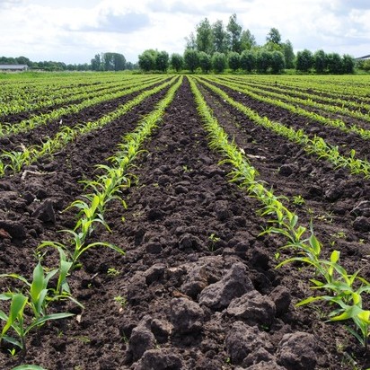 Mỹ: IHS dự báo diện tích gieo trồng ngô 21/22 tăng 2% lên mức 93.7 triệu mẫu