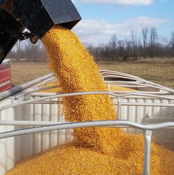 USDA Crop Progress: Thu hoạch ngô đang chậm hơn 2% so với trung bình 5 năm
