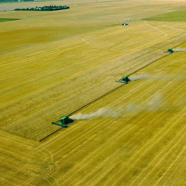 USDA Crop Progress: Tiến độ gieo trồng lúa mỳ vụ đông hiện đã đạt 20%