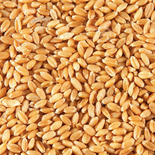 Lúa mỳ đang lình xình trong khoảng 550 – 560