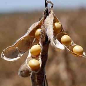 Ukraina: Dự báo sản lượng đậu tương niên vụ 2020/21 giảm 19% so với năm ngoái