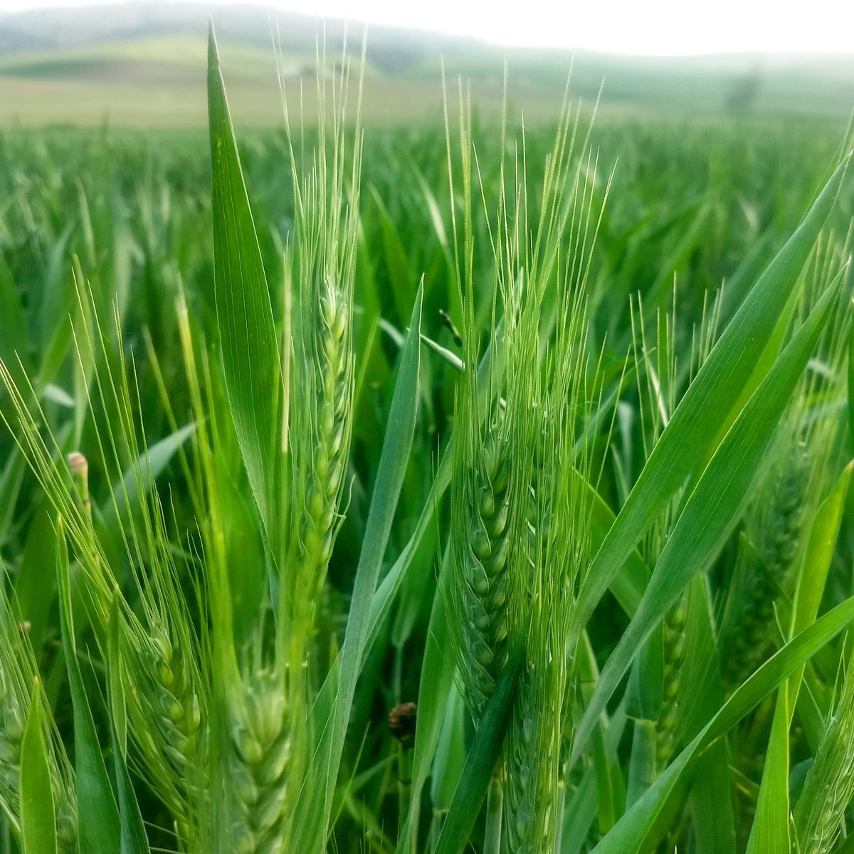 Nga: SovEcon dự báo xuất khẩu lúa mỳ trong tháng 9 tăng 13% so với tháng 8