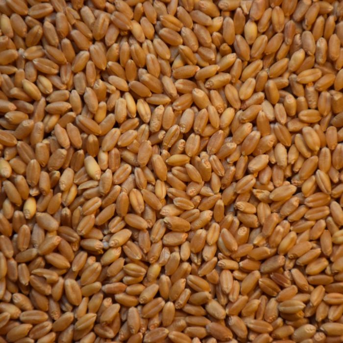 USDA Bulgaria: Xuất khẩu lúa mỳ trong 11 tháng đầu niên vụ 19/20 đạt 5.04 triệu tấn