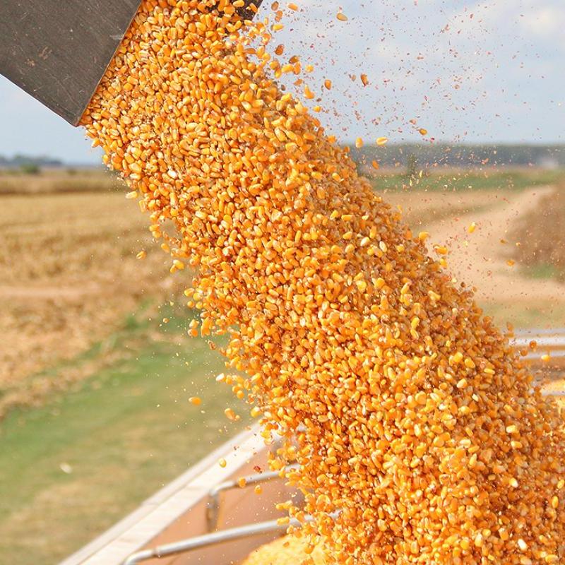 USDA Crop Progress: Thu hoạch ngô vẫn đang chậm hơn so với kỳ vọng