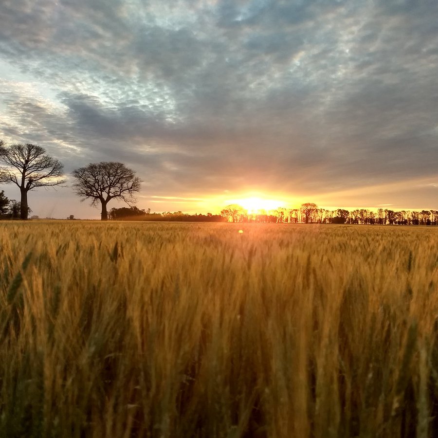 Nam Phi: CEC dự báo sản lượng lúa mỳ tăng 32% so với năm ngoái