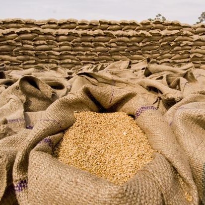 Algeria: Khả năng sẽ nhập khẩu lúa mỳ từ Nga trong niên vụ tới