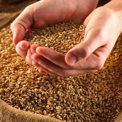 Ukraina: Xuất khẩu lúa mỳ từ đầu vụ 20/21 đã đạt 50% mức hạn ngạch xuất khẩu