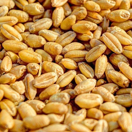 Lúa mỳ tiếp tục giảm điểm thêm trong phiên sáng nay