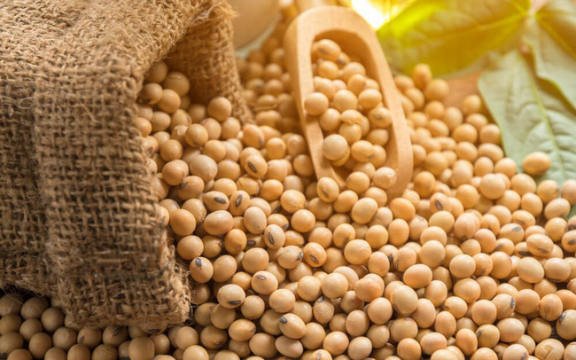 USDA Crop Progress: Chất lượng đậu tương tiếp tục giảm 2%